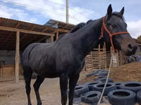 Faras, Thoroughbred horse — sawirka 1