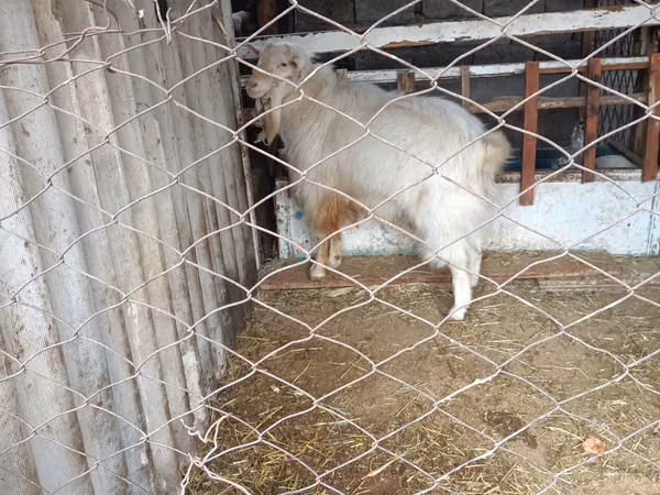 Ri’ lab, Russian White goat