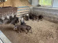 Boar — photo 2