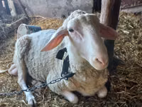 Ram, Awassi sheep — photo 1