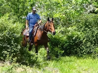 公马, Standardbred — 照片 8