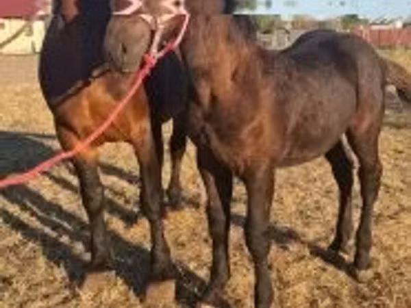 حصان, Percheron