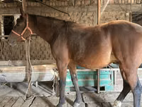 公马, Manipuri pony — 照片 5