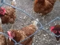 Chickens — picha 3