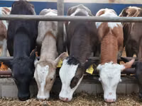 Ng'ombe dume, Simmental cattle — picha 3