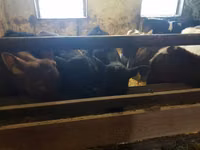 Bull, Cattle — photo 5