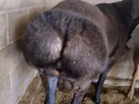 Carnero, Rambouillet sheep — foto 1