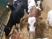 أبقار (دفعة، الجنس غير محدد), Simmental cattle — الصورة 5