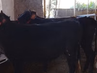 牛只（批次，未指定性别）, Cattle — 照片 7