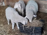 Wad, Sheep — sawirka 1