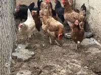 Chickens — 照片 3
