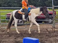 公马, American paint horse — 照片 3