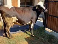 Cow, Alatau breed — photo 5