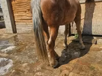Yegua, Caballos — foto 1