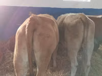 Lo’ (xirmo, jins lama sheegin), Simmental cattle — sawirka 3