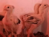 Chickens — الصورة 6