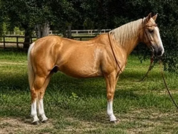 حصان, Quarter Horse