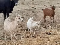 Ri’ dhaddig, Nubian Goat — sawirka 6