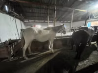 Faras dhaddig, Horses — sawirka 2