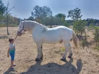 Faras, Percheron — sawirka 6