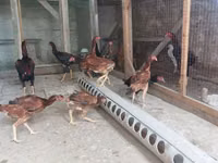 Chickens — sawirka 1