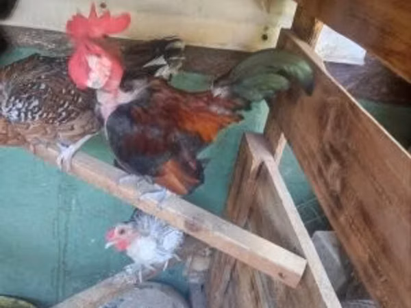 Chickens