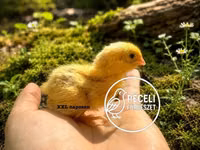 Quails — फ़ोटो 2