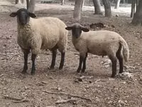 Ram, White Suffolk sheep — photo 1