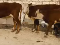 Cow, Latvian Blue cattle — photo 2