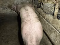 公猪, Pigs — 照片 2