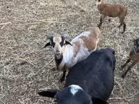 Schafe (Partie, Geschlecht nicht angegeben), Cameroon sheep — Foto 7