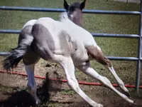 Hengst, National Show Horse — Foto 7