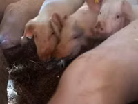 Boar, Pigs — photo 3