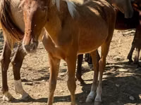 公马, Rocky Mountain Horse — 照片 1