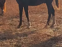 Faras dhaddig, Horse breed — sawirka 3