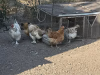 Czech Gold Brindled Hen — picha 4