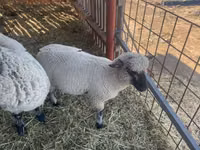 كبش, Shroshire sheep — الصورة 2