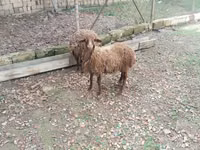 Sheep (batch, sex not specified), Daglıс sheep — photo 2