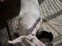 公猪, Pigs — 照片 1