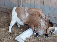 Billy Goat, Goats — photo 3
