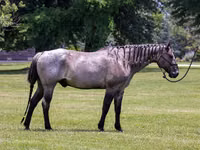 Caballo, Quarter Horse — foto 2