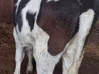 Cow, Russian Black pied cattle — photo 2