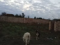 Cabro, Alpine goat — foto 5