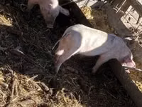 Boar, Pigs — photo 4