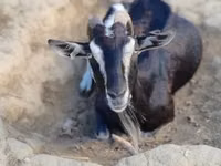 عنزة, Toggenburg goat — الصورة 4