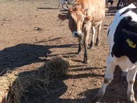 Ng'ombe jike, Simmental cattle — picha 3