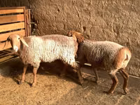 Oveja, Hissar sheep — foto 5