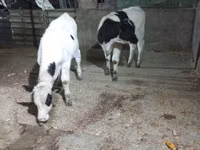 Ng'ombe jike, Russian Black pied cattle — picha 1