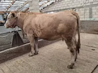 Cow, Alatau breed — photo 6