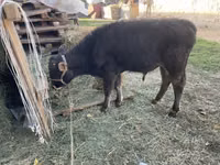 Bull, Cattle — photo 5
